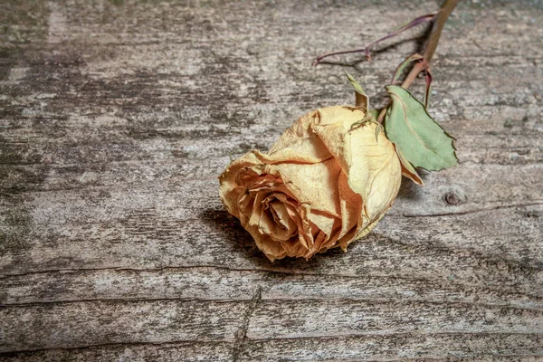 Adorable Dry Rose Old Wooden Table Selective Focus — Stock Photo, Image