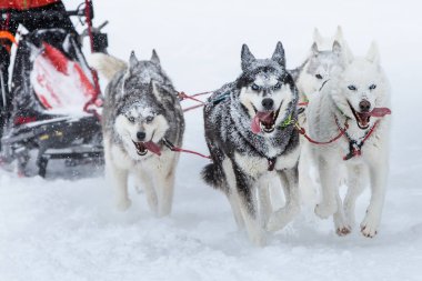 Takım kızak köpekleri sırasında şiddetli kar yağışı karlı bir yol çalışan. Sno