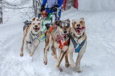 Takım kızak köpekleri sırasında şiddetli kar yağışı karlı bir yol çalışan. Sno