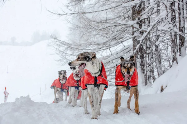 Equipo de perros de trineo en mantas rojas que corren a lo largo de un camino nevado durin — Foto de Stock