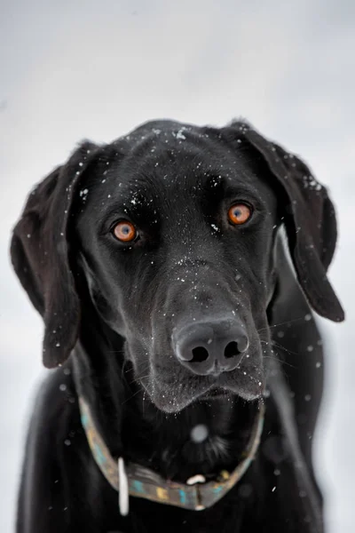 Portrait of a dog in snow flakes. Black metise with amber-colore — Stock Photo, Image