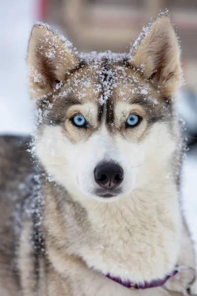 Portréja egy kutya a hópelyhek. Szép, kék szemű husky a th — Stock Fotó