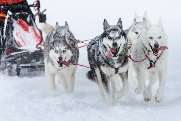 Equipo de perros de trineo corriendo a lo largo de una carretera nevada durante la nieve pesada. Sno. — Foto de Stock