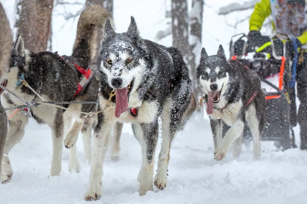 Equipo de perros de trineo corriendo a lo largo de una carretera nevada durante la nieve pesada. Sno. — Foto de Stock