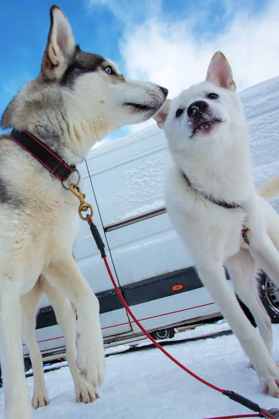 Two beautiful dogs. Two spectacular sled dogs on the background — Stock Photo, Image