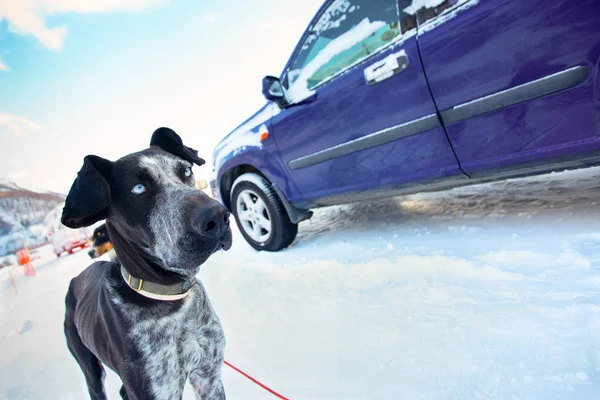 Beautiful dog near the blue car on a background of white snow an — Stock Photo, Image