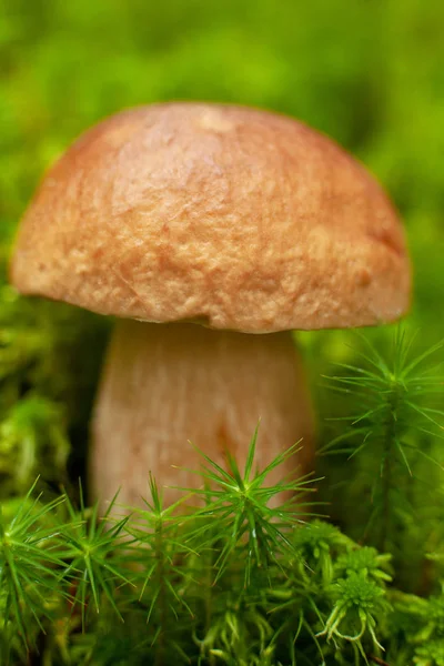 One edible mushroom in  green moss.