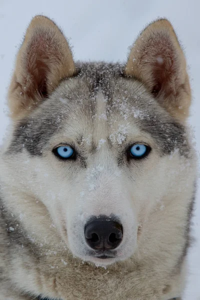 Retrato de un perro en copos de nieve. Encantador husky de ojos azules de th Fotos De Stock Sin Royalties Gratis