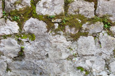 Eski şehirde büyümüş duvar. Yosun ile yetiştirilen dokulu duvar