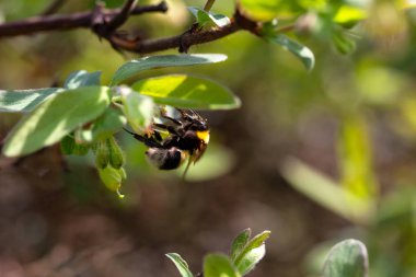 Parlak bir bahar bahçesinde bir çiçek üzerinde Bumblebee. Seçici odak
