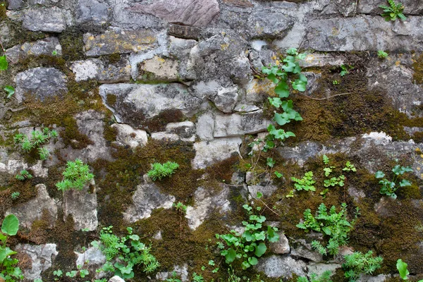 Overgrown wall in old city. Textured masonry overgrown with moss