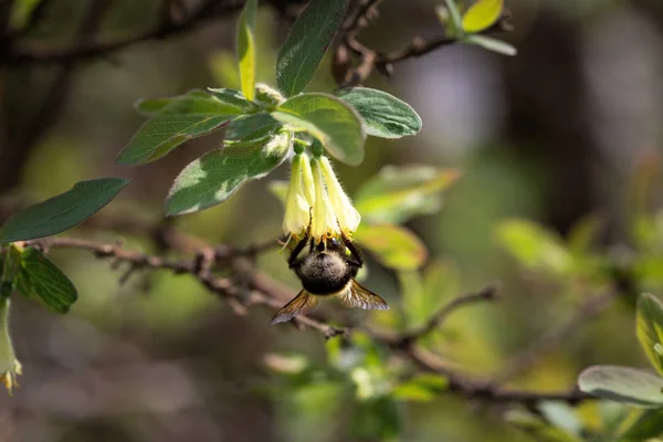 Bumblebee Flower Bright Spring Garden Wonderful Shaggy Ass Bumblebee Selective — Stock Photo, Image