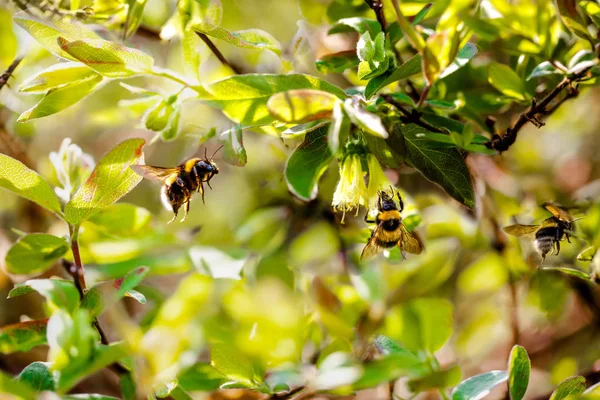 Parlak bir bahar bahçesinde üç yaban arıları. Seçici odak