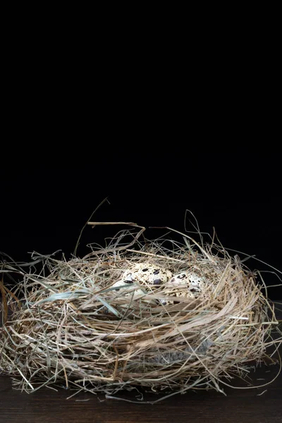 暗い背景に、いくつかのウズラの卵と乾いた草の巣. — ストック写真