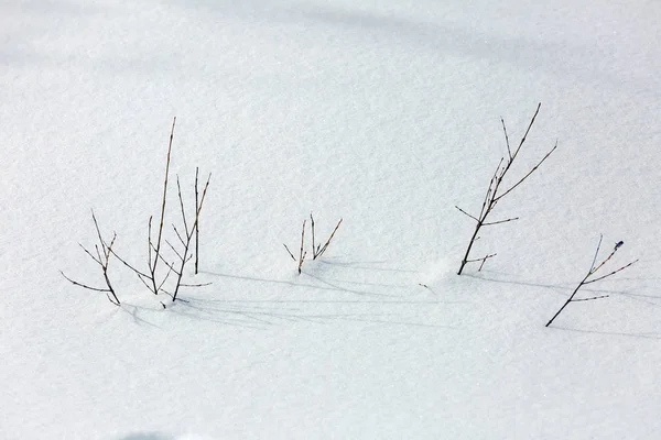 Derin karda çok az dal. Arka plan olarak pürüzsüz kar yüzeyi veya 