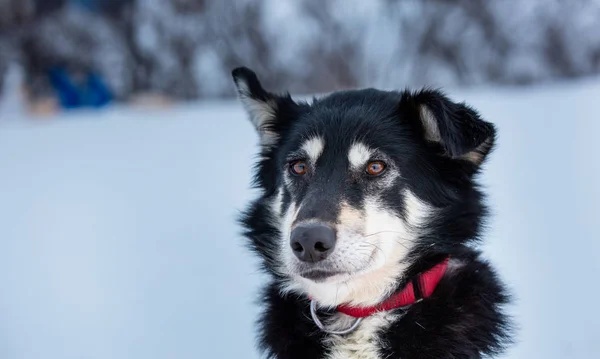 Retrato de un perro blanco y negro con ojos de color ámbar de t — Foto de Stock