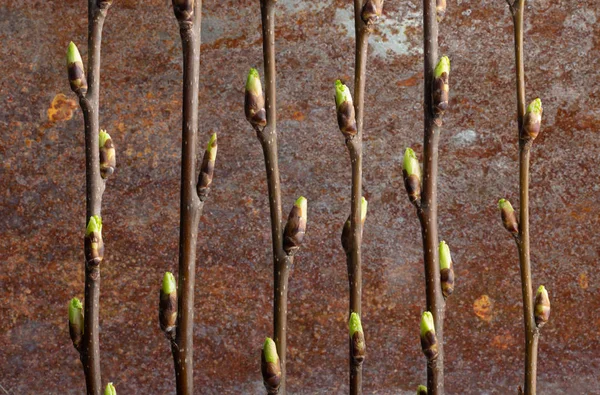 Arka plana karşı açık tomurcukları ile kuş kiraz Dalları