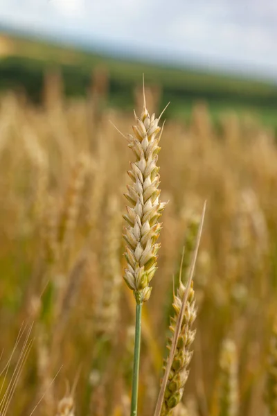Gros plan du blé épillets mûrs sur un fond flou d'un champ de blé . — Photo