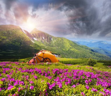 Spring trip in the Carpathians among alpine flowers with a steep mountain bike Ukraine and a bright tent for high-altitude climbing in background of the wild beautiful nature forest meadow clipart
