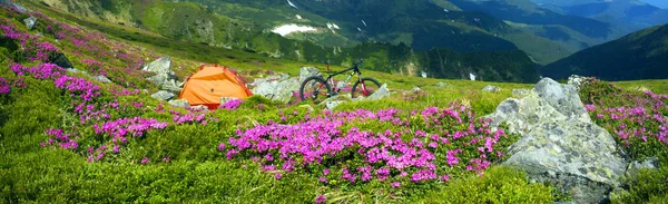 Jarní Výlet Karpatech Mezi Alpské Květiny Strmé Horské Kolo Ukrajina — Stock fotografie