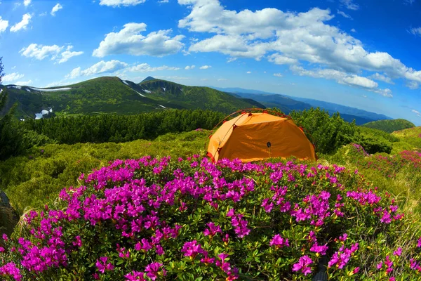 Spring Trip Carpathians Alpine Flowers Steep Mountain Bike Ukraine Bright — Stock Photo, Image