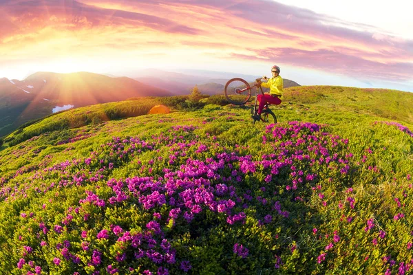 Viagem Primavera Nos Cárpatos Entre Flores Alpinas Com Uma Bicicleta — Fotografia de Stock