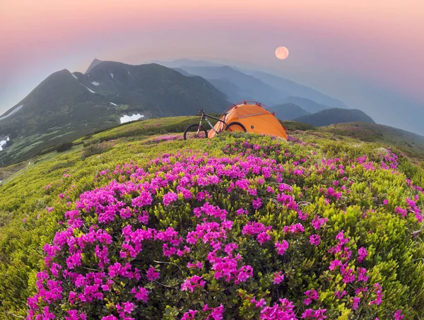 Viaje Primavera Los Cárpatos Entre Flores Alpinas Con Una Bicicleta —  Fotos de Stock