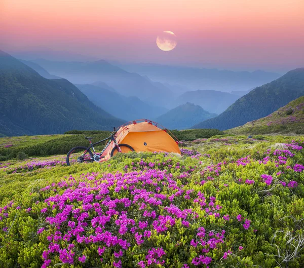 Viaje Primavera Los Cárpatos Entre Flores Alpinas Con Una Bicicleta —  Fotos de Stock