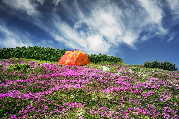 Jarní Výlet Karpatech Mezi Alpské Květiny Strmé Horské Kolo Ukrajina — Stock fotografie