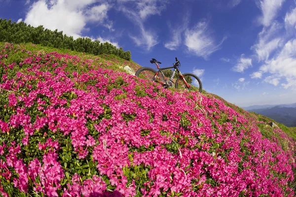가파른 자전거 우크라이나와 풀밭의 등반을 Carpathians에서 — 스톡 사진