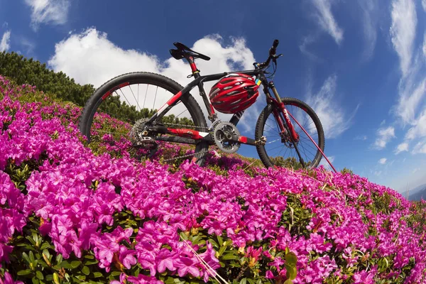 Spring trip in the Carpathians among alpine flowers with a steep mountain bike Ukraine and a bright tent for high-altitude climbing in background of the wild beautiful nature forest meadow