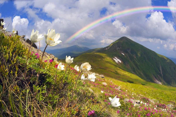 Campi Fiori Rododendri Anemoni Profumati Bei Fiori Sono Popolari Turisti — Foto Stock