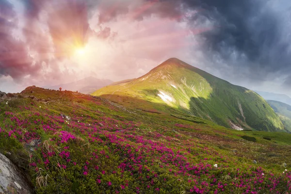 Blumenfelder Von Rhododendrons Und Anemonen Duftende Schöne Blumen Sind Bei — Stockfoto