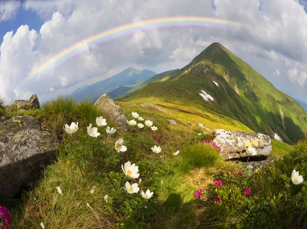 Květinové Pole Rododendrony Sasanky Krásné Voňavé Květy Jsou Populární Pro — Stock fotografie