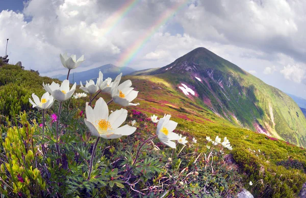 Blomsterfält Rhododendron Och Anemoner Doftande Vackra Blommor Populära För Turister — Stockfoto