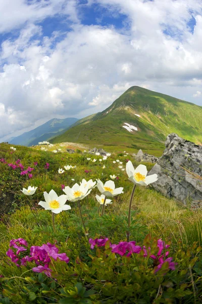 Campi Fiori Rododendri Anemoni Profumati Bei Fiori Sono Popolari Turisti — Foto Stock