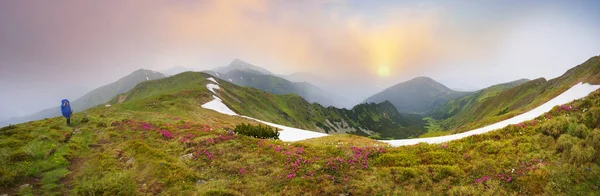 Verão Primavera São Período Floração Belas Flores Alpinas Vermelhas Rosa — Fotografia de Stock