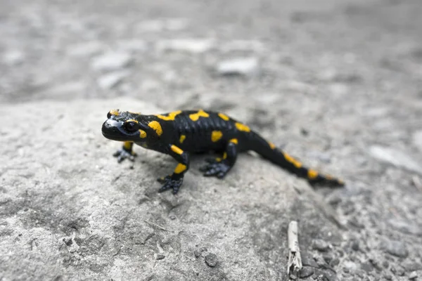 Rain Beautiful Rare Legendary Amphibian Salamander Hunted Carpathian Mountains Bright — Stock Photo, Image