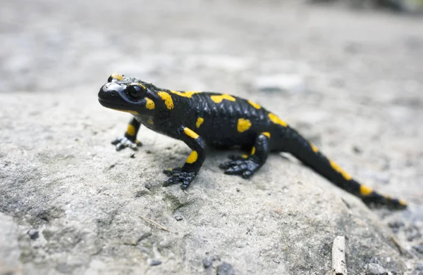 Rain Beautiful Rare Legendary Amphibian Salamander Hunted Carpathian Mountains Bright — Stock Photo, Image
