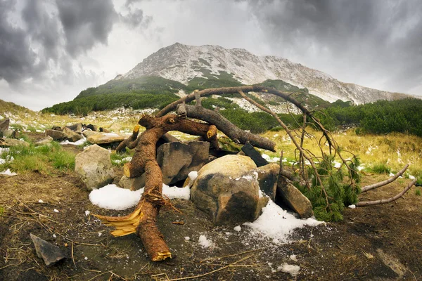 Carpathians에서 관광객 예약된 파괴를 소나무를 들어온다 줄이려고 그것은 생태에 — 스톡 사진
