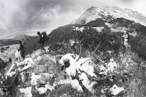 最初の雪とカルパチア山脈における霜 悪い観光客は予約山忍び寄る破壊されることはできません松の木を切り倒した 生態に害を与える それは禁じられています — ストック写真