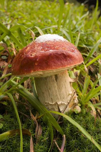 Der Erste Schnee Und Frost Und Die Köstlichsten Waldpilze Sind — Stockfoto