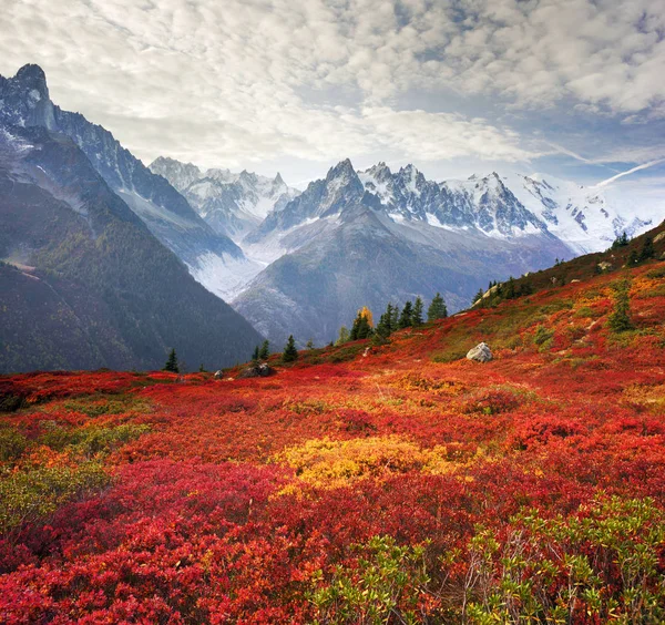 白峰夏莫尼秋天 在阿尔卑斯山陡峭山峰的背景下 第一次霜冻之后 高原浆果丛风景如画的草地非常美丽 — 图库照片