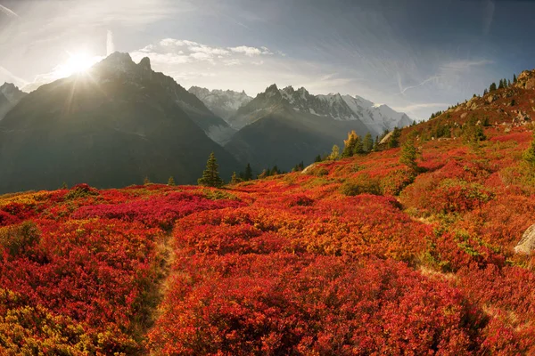 Mont Blanc Chamonix Höst Pittoreska Ängar Highland Bärbuskar Fantastiskt Vackra — Stockfoto