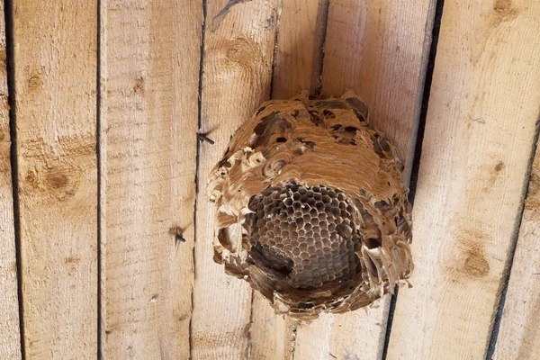 Oud Huis Zolder Gevonden Een Enorm Nest Van Wespen Hoornaars — Stockfoto