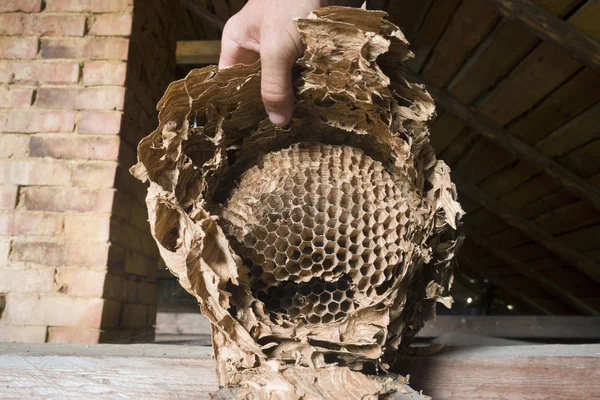 Oud Huis Zolder Gevonden Een Enorm Nest Van Wespen Hoornaars — Stockfoto