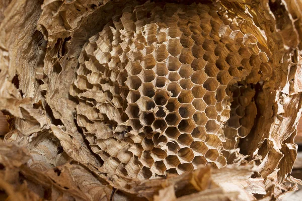 Oud Huis Zolder Gevonden Een Enorm Nest Van Wespen Hoornaars — Stockfoto