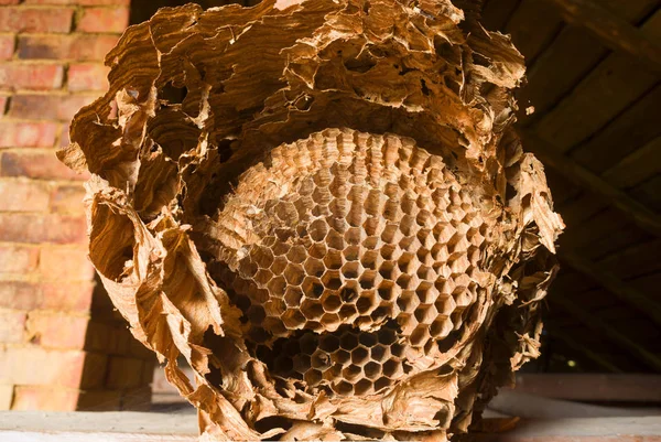 Oud Huis Zolder Gevonden Een Enorm Nest Van Wespen Hoornaars — Stockfoto