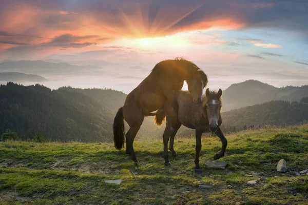 Mattina Soleggiata Liberi Bei Cavalli Forti Fanno Amore Pascolano Danno — Foto Stock