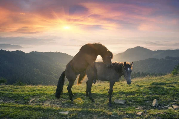 Solig Morgon Och Gratis Vackra Starka Hästar Gör Älskar Och — Stockfoto